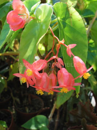 B. ‘Gabrielle Petit’